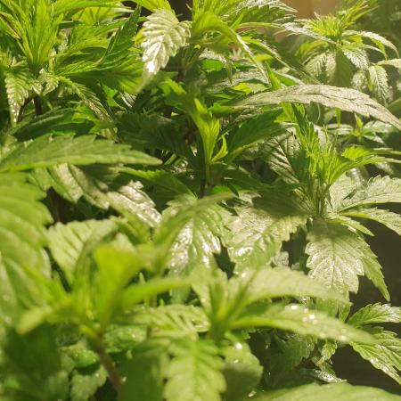 Pre-1970 Chitral Landrace IBL
