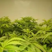 Pre-1970 Chitral Landrace IBL