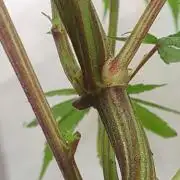 Pre-1970 Chitral Landrace IBL