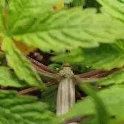 Pre-1970 Chitral Landrace IBL