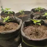Pre-1970 Chitral Landrace IBL