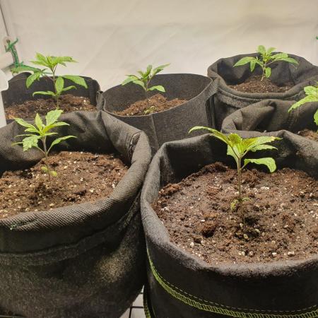 Pre-1970 Chitral Landrace IBL