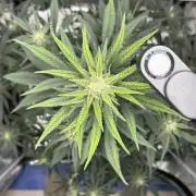 FrostBanger