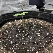 Grow#2