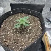 FrostBanger