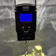Grow#2