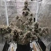 Grow#2