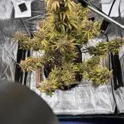Grow#2