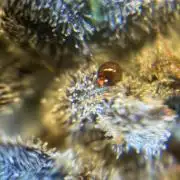 Grow#2