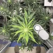 FrostBanger