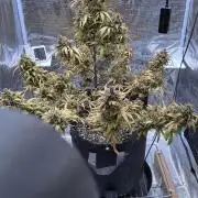 Grow#2