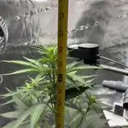 FrostBanger