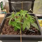 Indoor Blueberry Auto