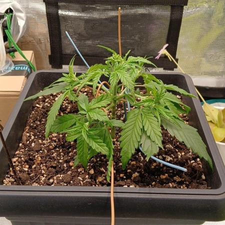 Indoor Blueberry Auto