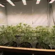 White Runtz X Hollywood