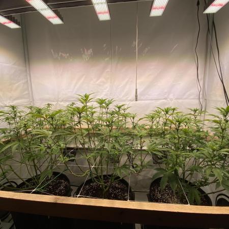 White Runtz X Hollywood