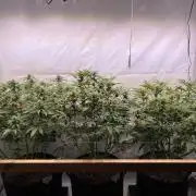 White Runtz X Hollywood