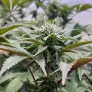 White Runtz X Hollywood