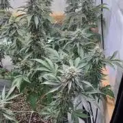 White Runtz X Hollywood