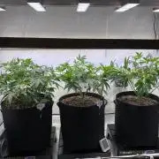 White Runtz X Hollywood