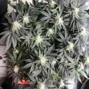 Positronics / conscious Genetik