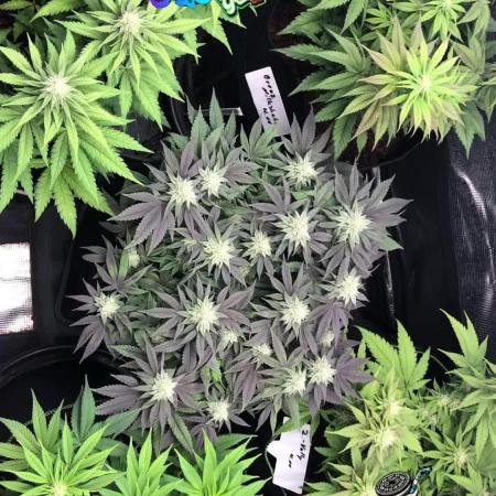 Positronics / conscious Genetik