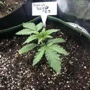 Seed Supplier Project