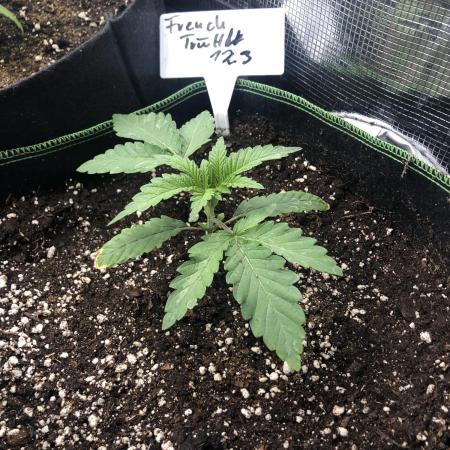 Seed Supplier Project