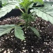 Seed Supplier Project