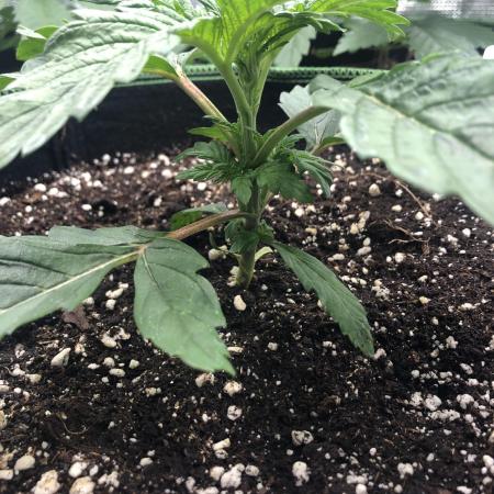Seed Supplier Project