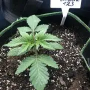 Seed Supplier Project