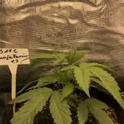 Ganja Farmer RS11 C