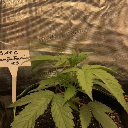 Ganja Farmer RS11 C