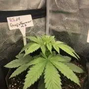 Ganja Farmer RS11 B