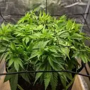 Deep Mandarine - Delicious Seeds