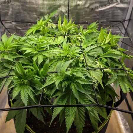 Deep Mandarine - Delicious Seeds