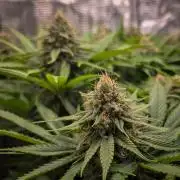 Deep Mandarine - Delicious Seeds