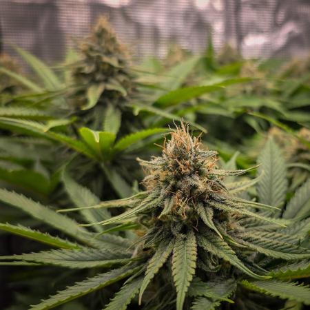 Deep Mandarine - Delicious Seeds