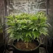 Deep Mandarine - Delicious Seeds