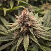 Deep Mandarine - Delicious Seeds