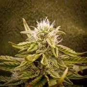 AK Automatic - Spliff Seeds | 40x40 LED