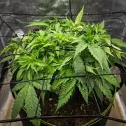 Deep Mandarine - Delicious Seeds