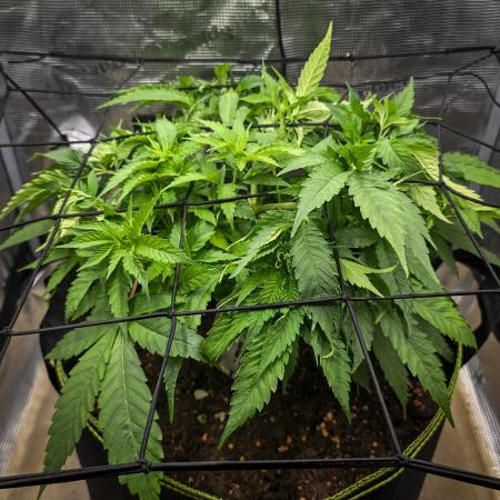 Deep Mandarine - Delicious Seeds
