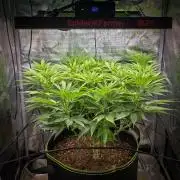 Deep Mandarine - Delicious Seeds