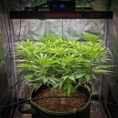 Deep Mandarine - Delicious Seeds