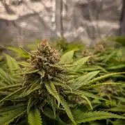 Deep Mandarine - Delicious Seeds