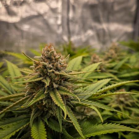 Deep Mandarine - Delicious Seeds