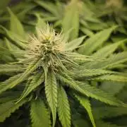 Deep Mandarine - Delicious Seeds