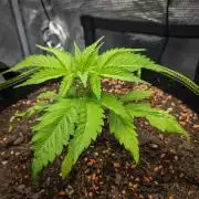 Deep Mandarine - Delicious Seeds