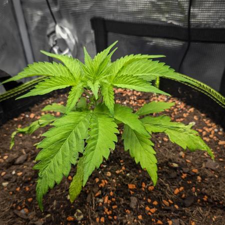 Deep Mandarine - Delicious Seeds